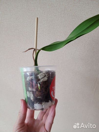 Орхидеи набор