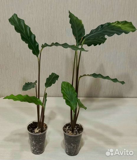 Калатея Варшевича, Руфибарба, Лансифолия