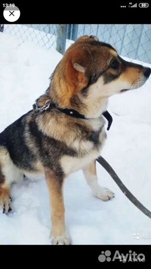 Собака Вита