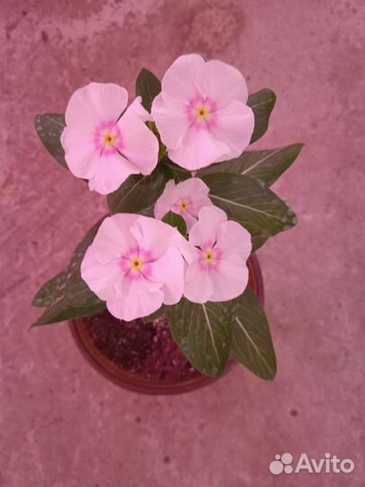 Катарантус