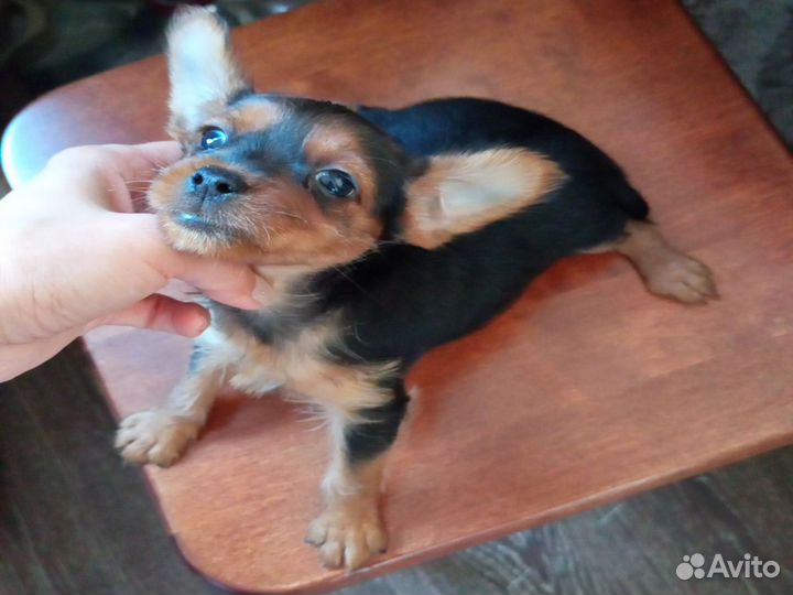 Мини той-терьер