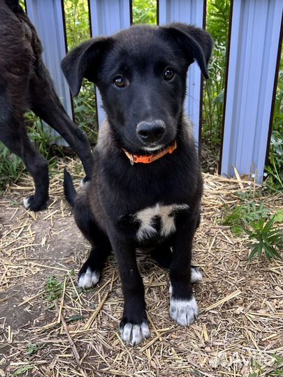 Щенок-подросток