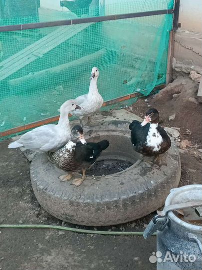 Индоутки и лавандовые индоутки