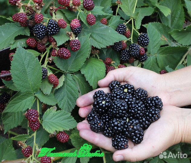 Саженцы яблонь,груш, кустарников г.Оренбург и Орск