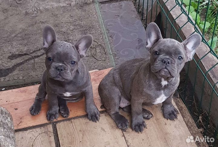 Французики щенки