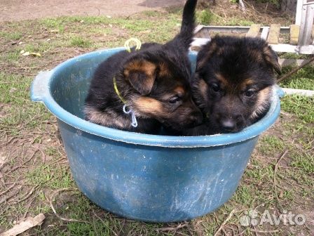 Щенки немецкой овчарки