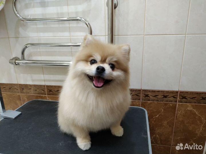 Стрижка собак и кошек