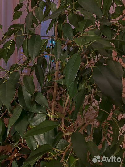 Фикус Бенджамина