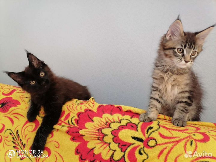 Котята мейн кун
