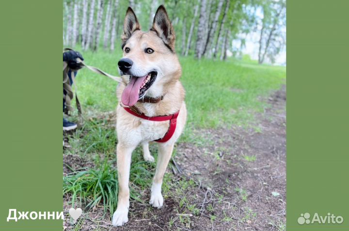Джонни ждет семью в приюте