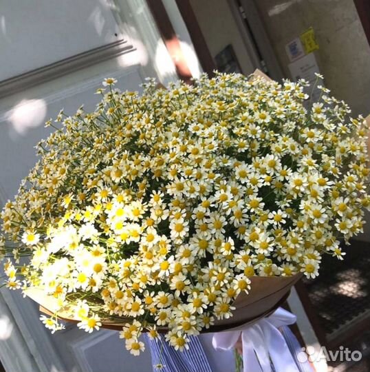 Букет из матрикарии