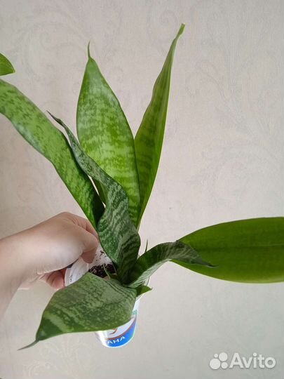 Филодендрон, Сансеиверия