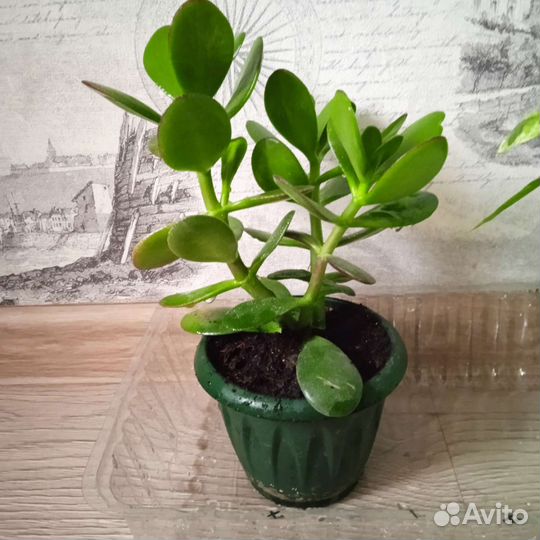 Комнатные растения в ассортименте