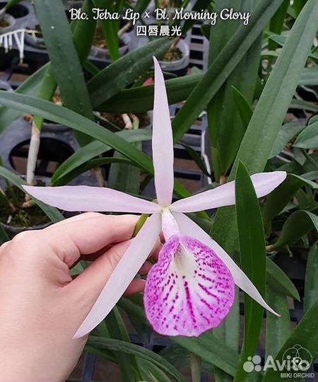 Каттлея Blc. Tetra Lip x Bl. Morning Glory