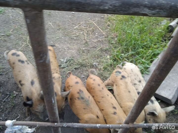 Поросята 1.5 месячные