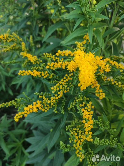 Колокольчики,Золотарник,Очиток