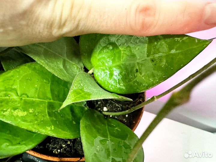 Хойя параситика блек едж