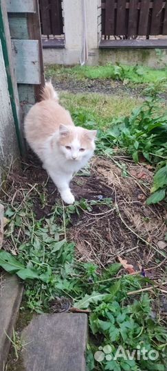 Мэйкун котята