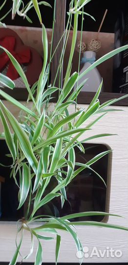 Отростки хлорофитума