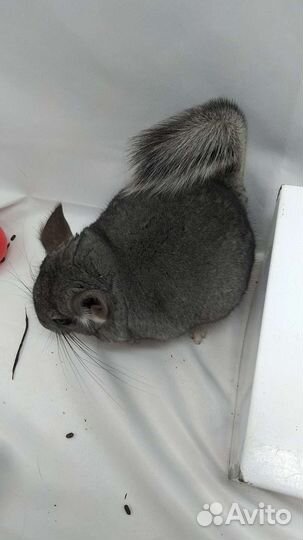 Шиншиллы молодые