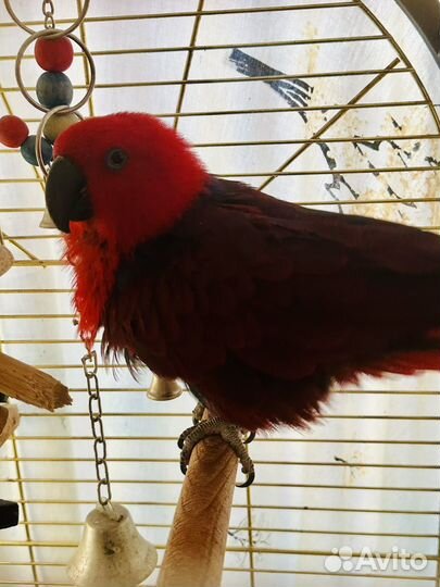 Эклектус, Благородный Попугай