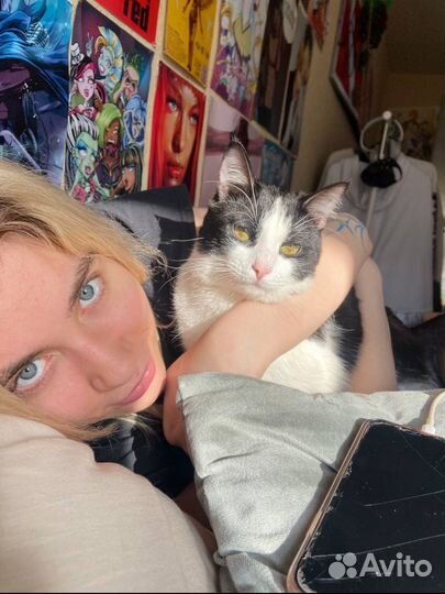 Передержка кошек домашняя