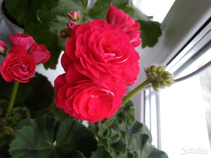 Пеларгония герань сортовая