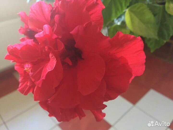 Гибискус китайская роза и Эхмея полосатая