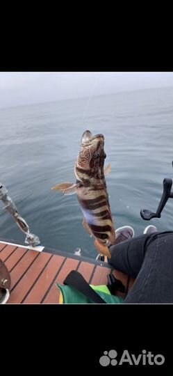 Яхта. Катер. Рыбалка. Аренда. Морские прогулки