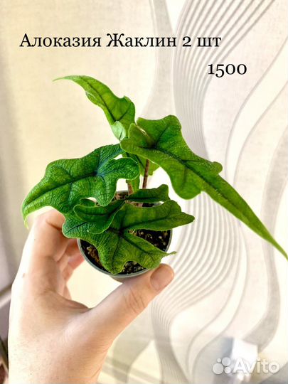 Алаказия Жаклин