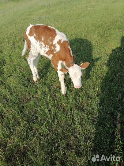 Продаются телочки