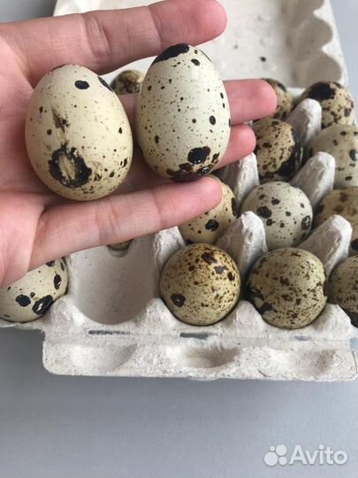 Инкубационное яйцо перепелиное