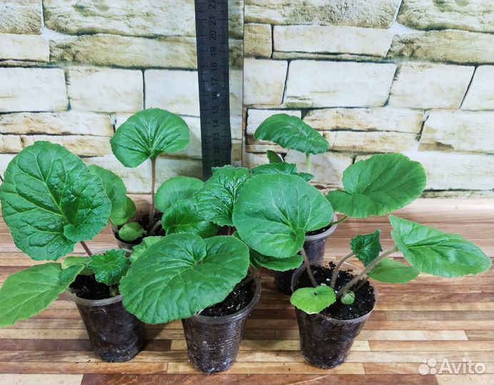 Примула домашняя семена