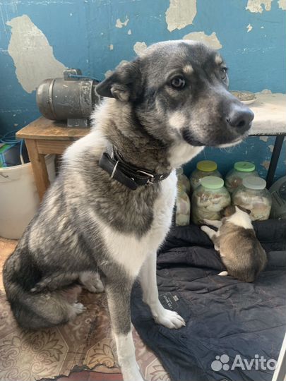 Собака бесплатно