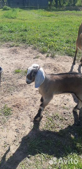 Козлики нубики процентные