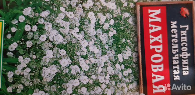 Гипсофила метельчатая Махровая купить в Твери | Товары для дома и дачи ...