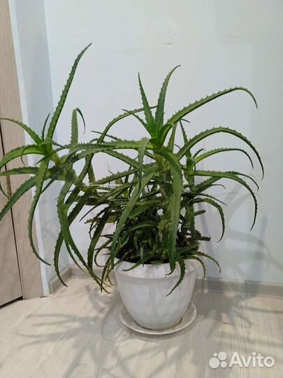 Алоэ лечебный