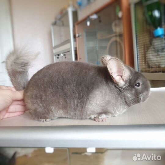 Шиншилла мальчик Коричневый бархат