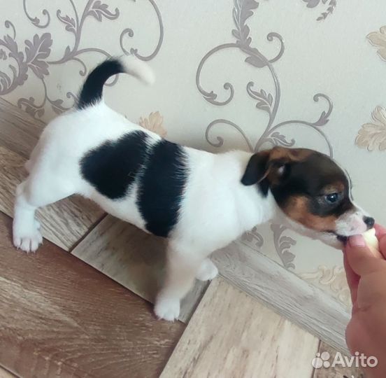 Щенки джек рассел терьер