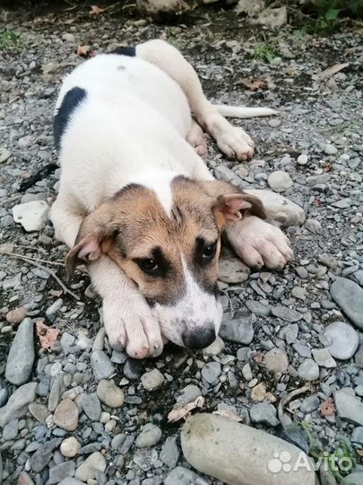 Щенки в добрые руки