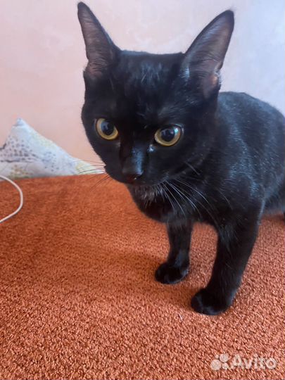 Бомбейская кошка