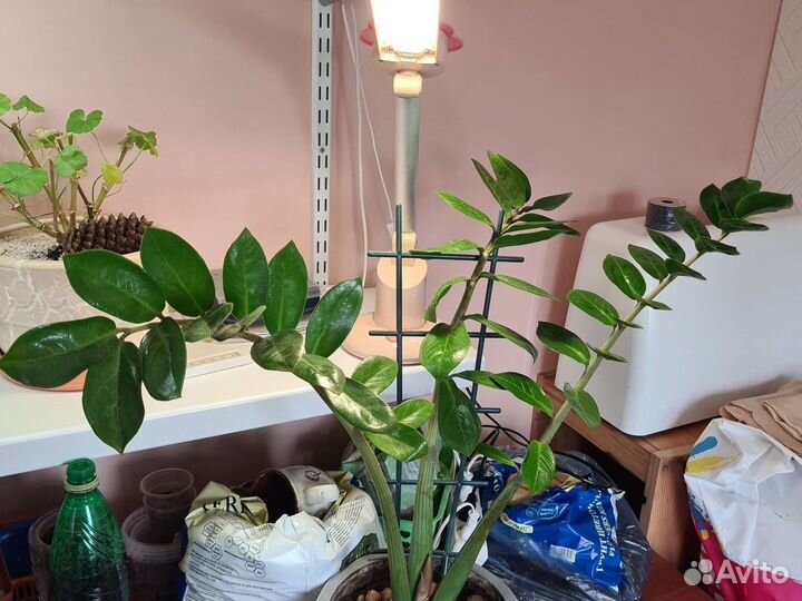 Замиокулькас, долларовое дерево