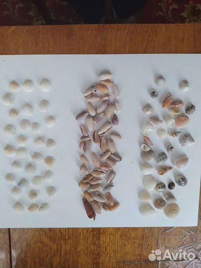 Ракушки морские