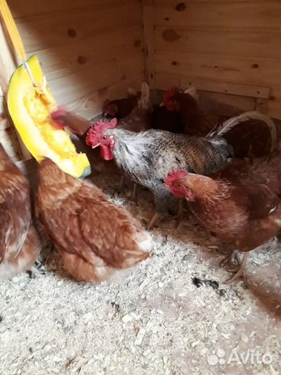 Домашние продукты: Яйца. Мясо. Молочка