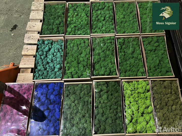 Стабилизированный мох ягель, кочка, пласт. Панно