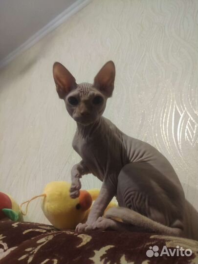 Канадский сфинкс котенок девочка