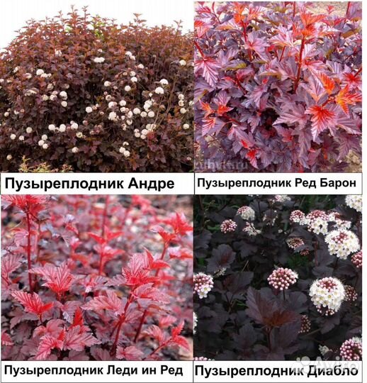 Пузыреплодники