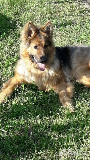 Немецкая овчарка вязка