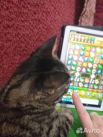 Передержка животных