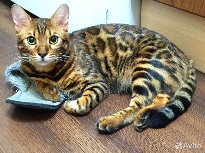 Бенгальская